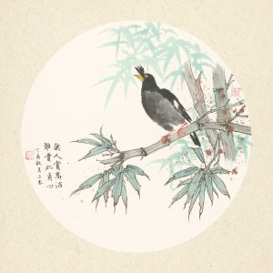 crested myna on bamboo branch